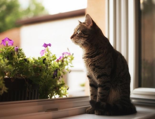 Cat-Friendly Home