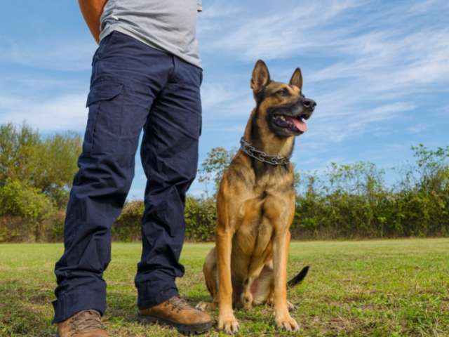 Dog trainer teaching heel command to German shepherd