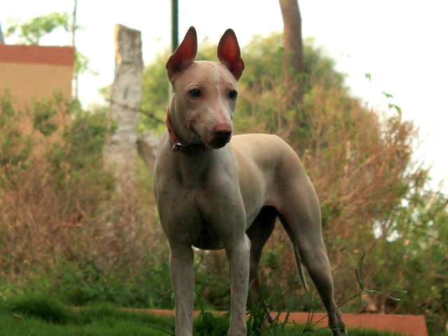 Jonangi_Pup_Shakthi