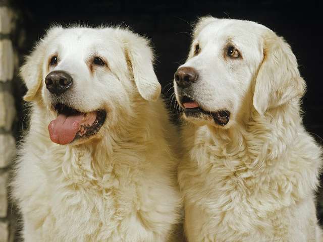 Common Names For Male And Female Dogs