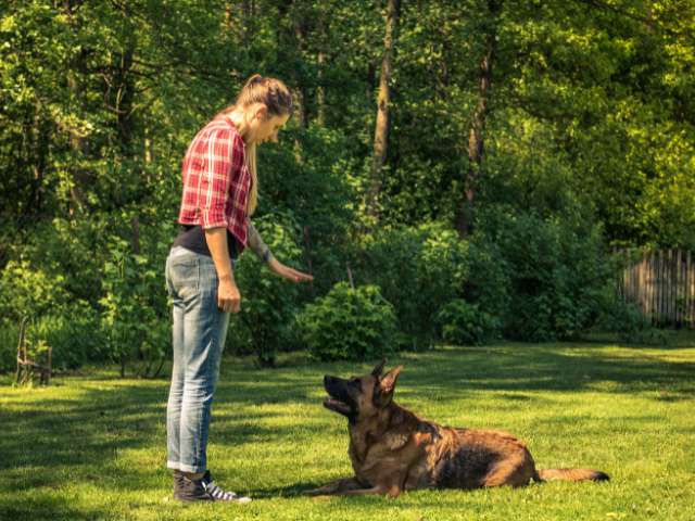 Lady Dog Trainer Teaching Sit-stay Command To German Shepherd Dog