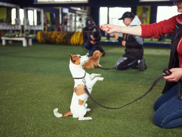 Lady Dog Trainer Teaching Stand Command To German Shepherd Dog