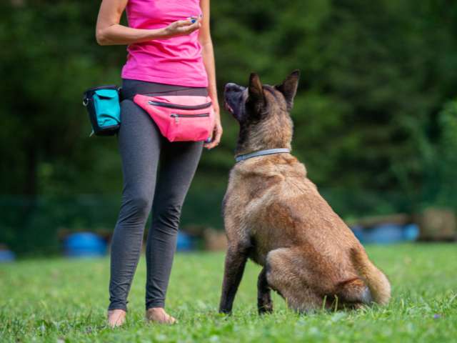 Lady Dog Trainer Teaching Wait Command To German Shepherd Dog