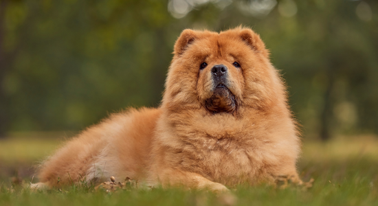 Chow Chow dog
