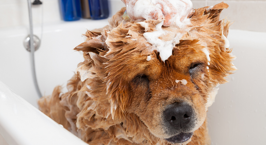 Chow Chow dog puppy