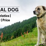 Kangal Dog Price in India | Characteristics & Specialty Complete Guide  