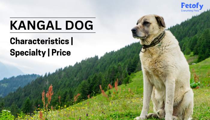 Kangal Dog Price in India | Characteristics & Specialty Complete Guide  