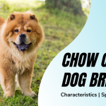 Chow Chow Dog Breed Price in India | Characteristics & Specialty  
