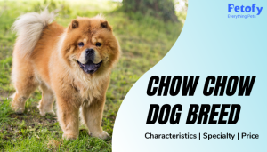 Chow Chow Dog Breed Price in India | Characteristics & Specialty