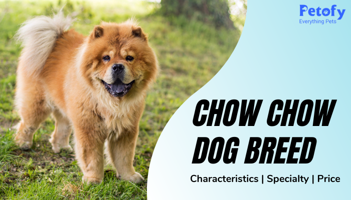 Chow Chow Dog Breed Price in India | Characteristics & Specialty  
