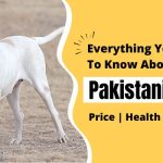 Everything You Need to Know About Pakistani Bully Dog Price, Health, Lifespan & Interesting Facts