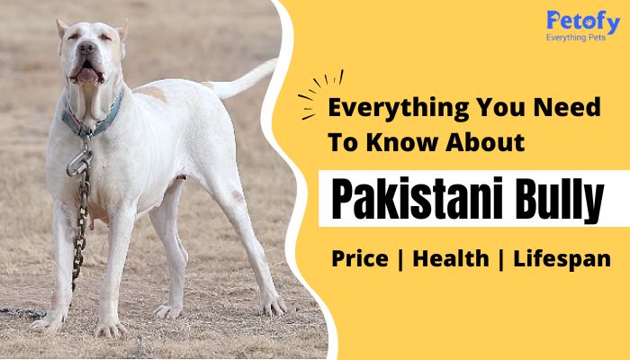 Everything You Need to Know About Pakistani Bully Dog Price, Health, Lifespan & Interesting Facts