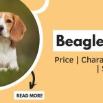 Beagle Dog Price in India | Characteristics & Specialty | Complete Information Guide
