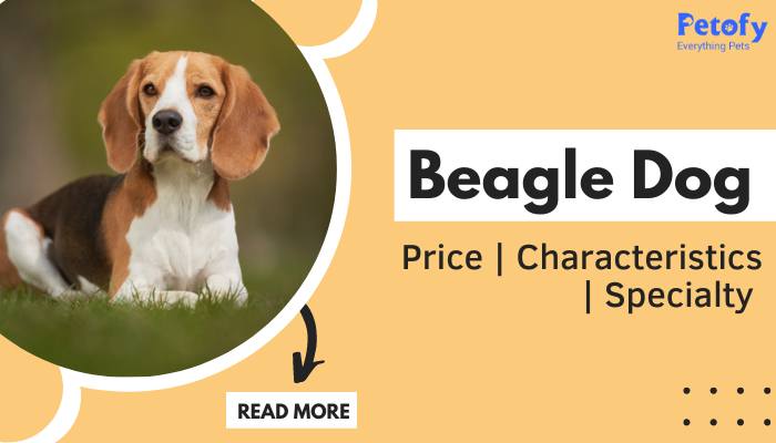 Beagle Dog Price in India | Characteristics & Specialty | Complete Information Guide