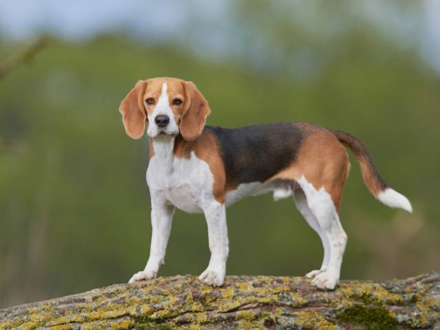beagle dog standing on a tree branch