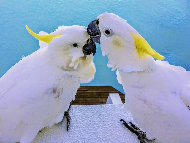 two yellow head cockatoo loving each other