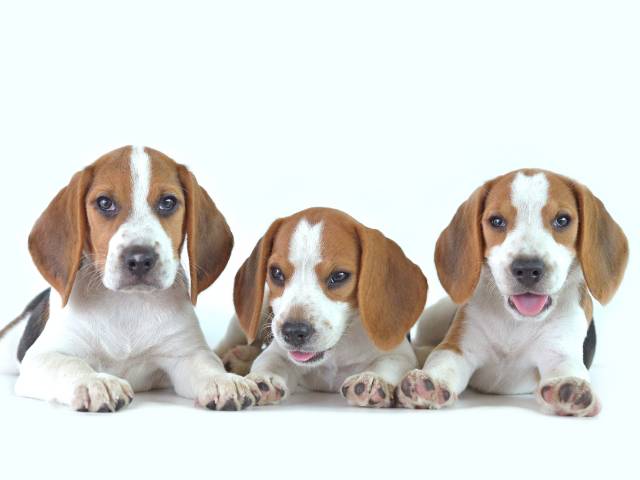 Three Cute Beagle Dog Sitting Together