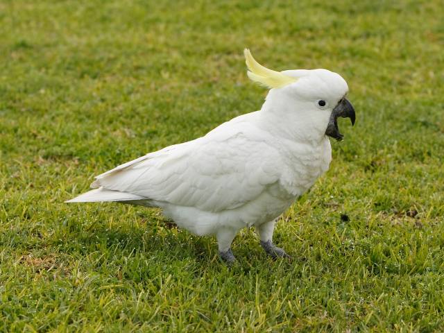 white cockatoo
