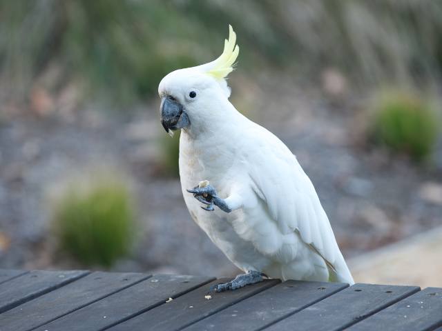 white Umbrella cockatoos