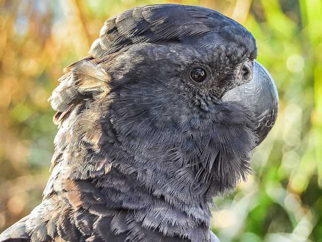 Black cockatoos