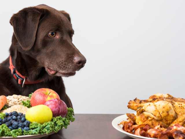 A black color dog is watching fried chicken in the plate while he has fruits in the plate in front of him.