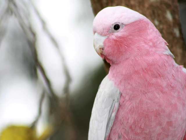 Galah pink cockatoo parrot