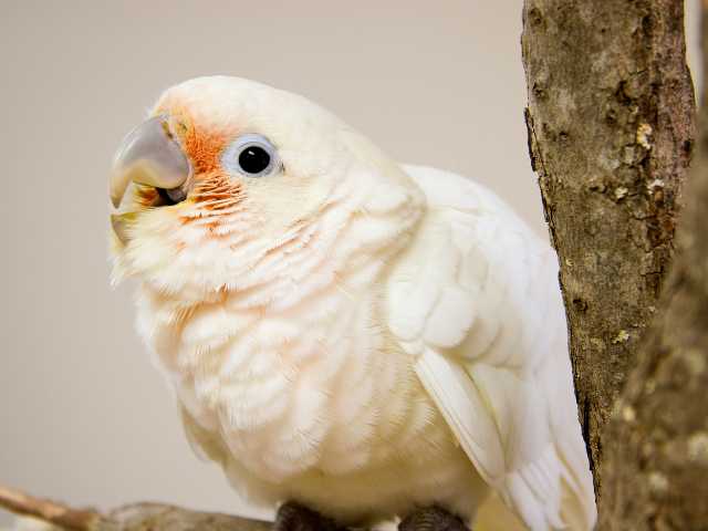 Goffin’s cockatoos