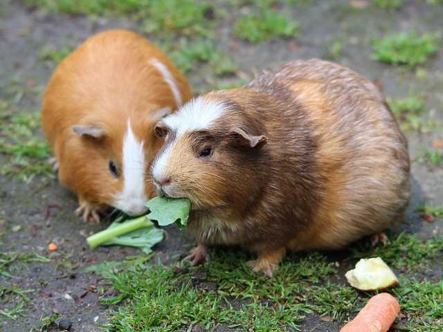 Two Guinea Pig sitting together and eating green leaf