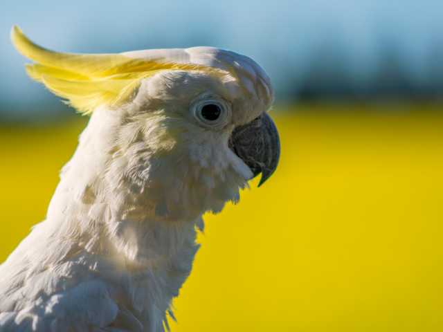 Sulfur-crested cockatoo