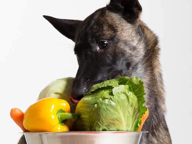 Dog sniffs vegetables in the bowl