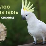Cockatoo Price in India | Kolkata | Chennai