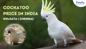 Cockatoo Price in India | Kolkata | Chennai