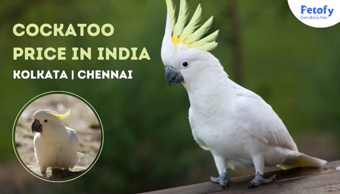 Cockatoo Price in India | Kolkata | Chennai