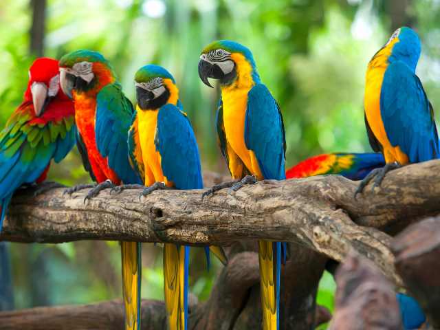 Four Yellow long tail parrot sitting on a branch of tree