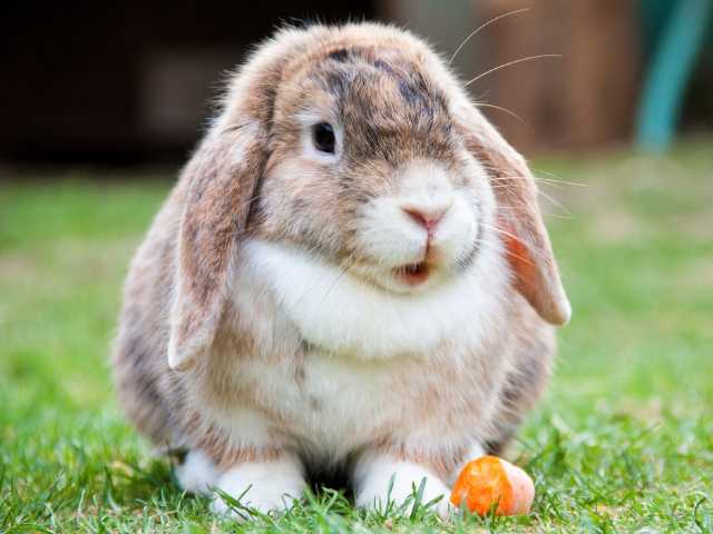 A cute rabbit sitting on green grass and eating carrot