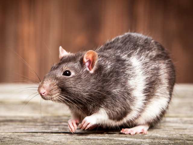 Close view of a rat