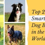Top 25 Smartest Dog Breeds in The World