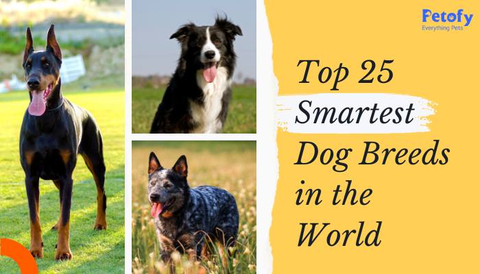 Top 25 Smartest Dog Breeds in The World
