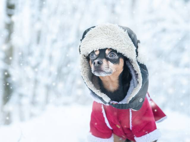 a dog wearing warm cloth hood in the snow falling weather.
