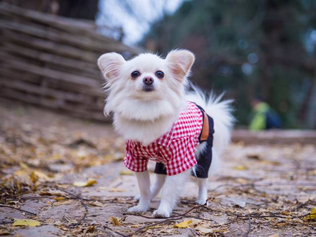 A cute white dog wearing shirt and pant and looking at camera man