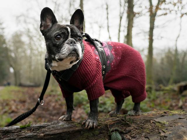 A pet dog wearing purple color outfit and standing on broken tree branch in the jungle
