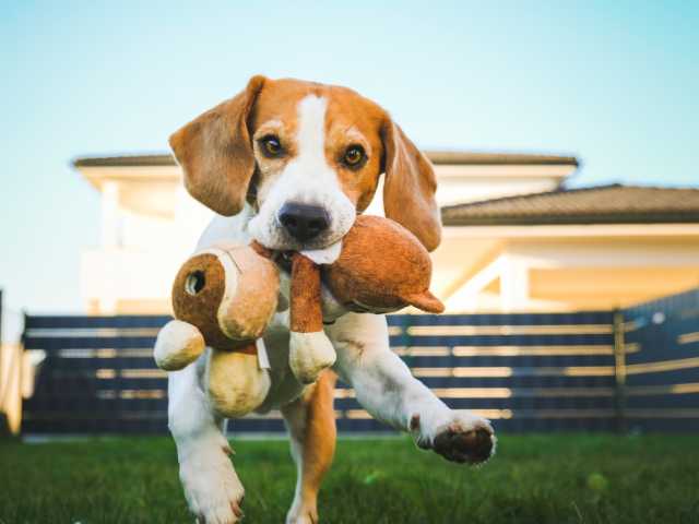 Beagle playing with his toy