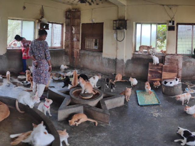 Love n care for animals- Kolkata