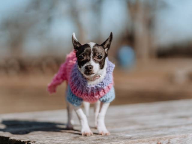A white and black color chihuahua wearing sweater and standing in sun shine