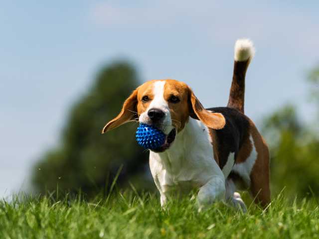 Dog Playing With Toy Ball
