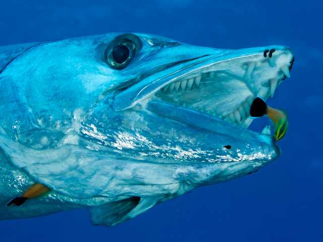 A barracuda trying to eat a small fish under water