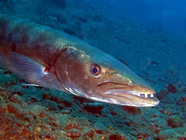 Barracuda Fish