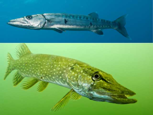 A Barracuda Fish and A Fresh Water Pike