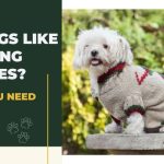 Do Dogs Like Wearing Clothes? What You Need to Know!