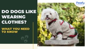 Do Dogs Like Wearing Clothes? What You Need to Know!